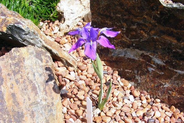 Iris decora outside